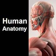 Human Anatomy Quiz Pro 1.05